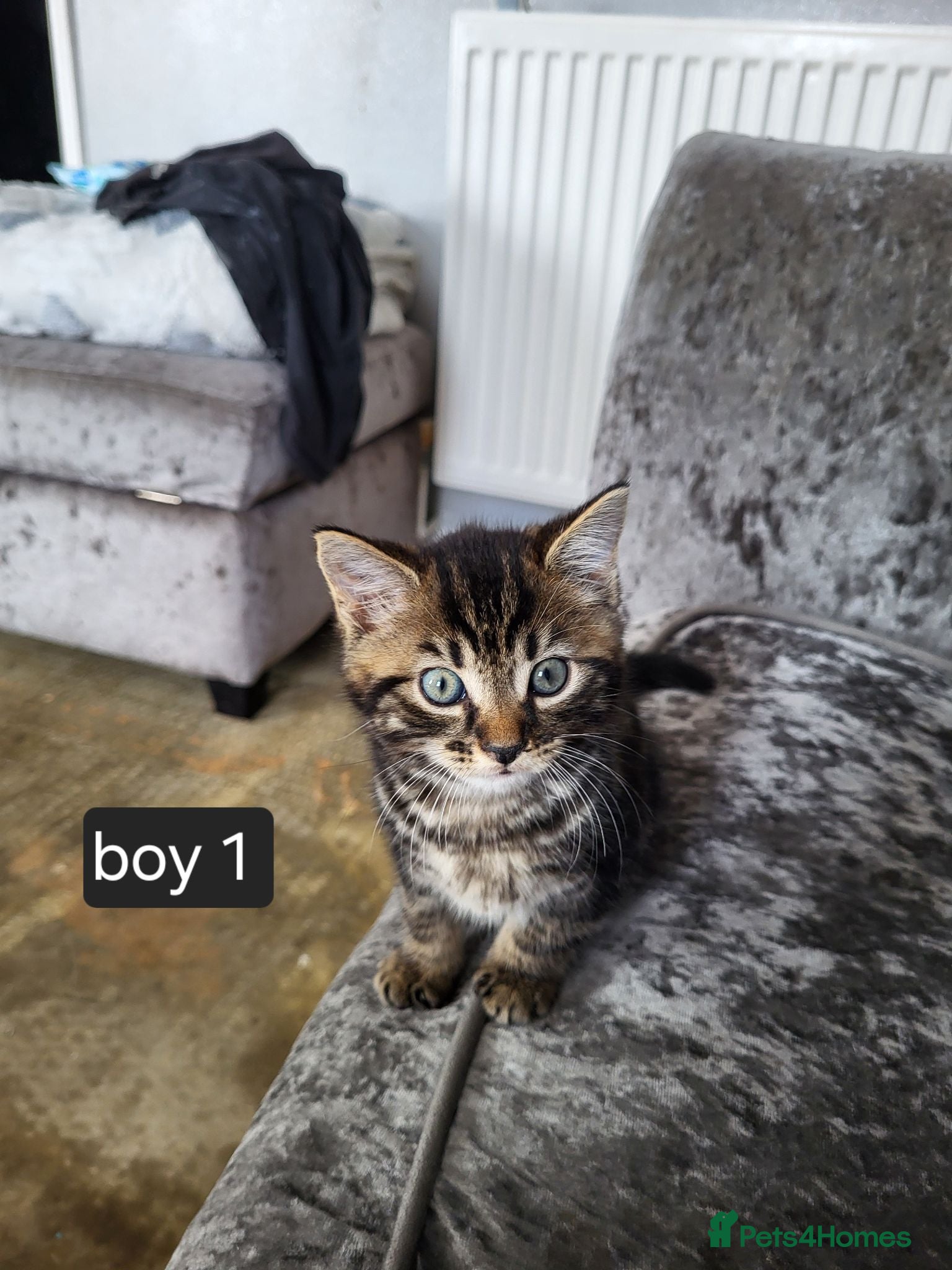 Mixed Breed cats 3 beautiful kittens looking for there new home - Advert 1