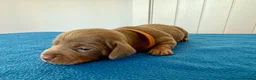 Miniature Dachshund dogs for sale: Miniature Dachshund  - Advert 8