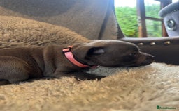 Staffordshire Bull Terrier dogs for sale: High Quality Blue & Black Staffy Puppies - Image 20