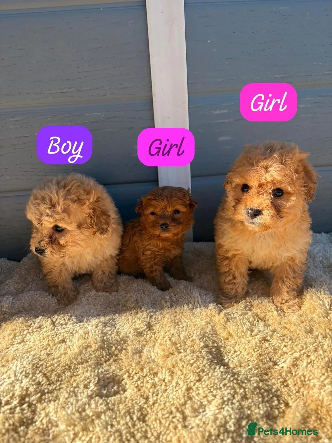 Cockapoo dogs for sale: Cocker poos - Advert 7