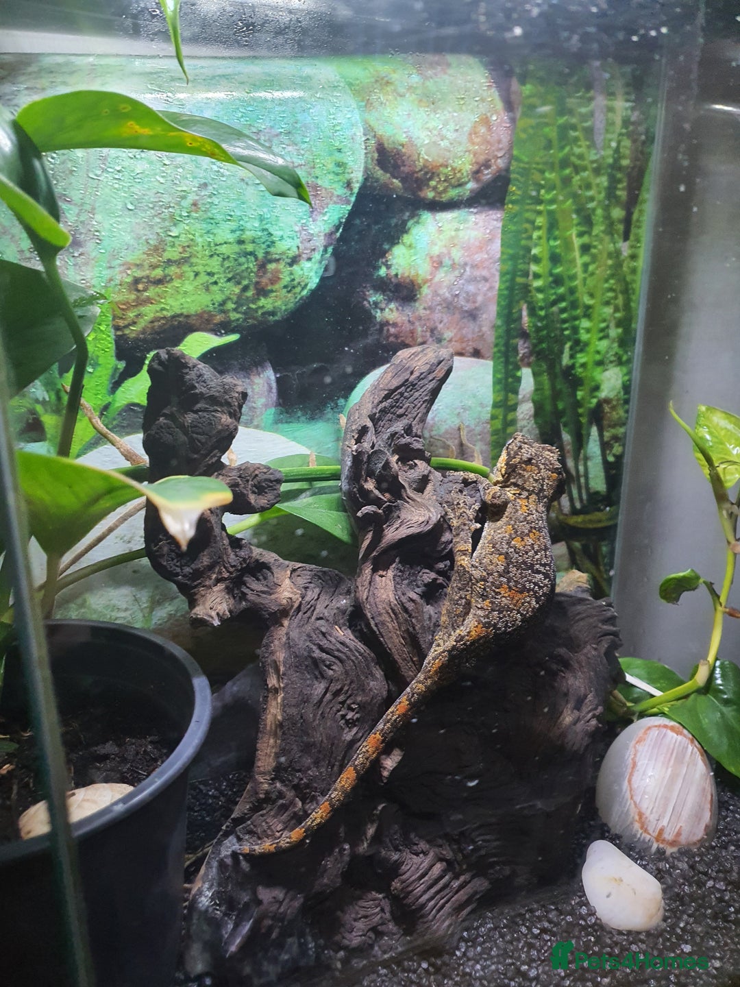 Gecko reptiles for sale: Friendly Gargoyle Gecko - Advert 5
