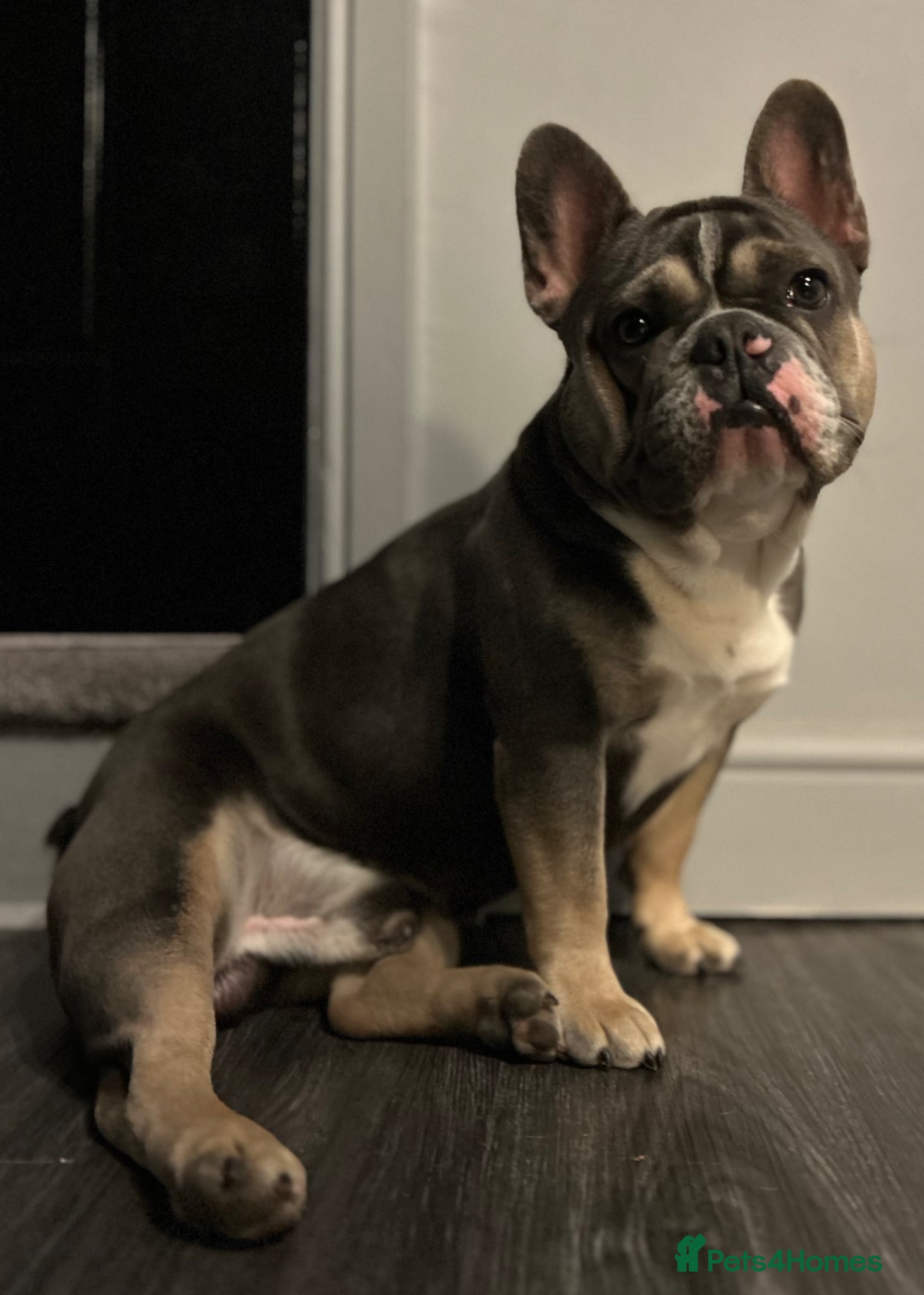 French Bulldog dogs French Bulldog  - Advert 2