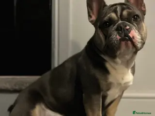 French Bulldog dogs French Bulldog - Advert 2