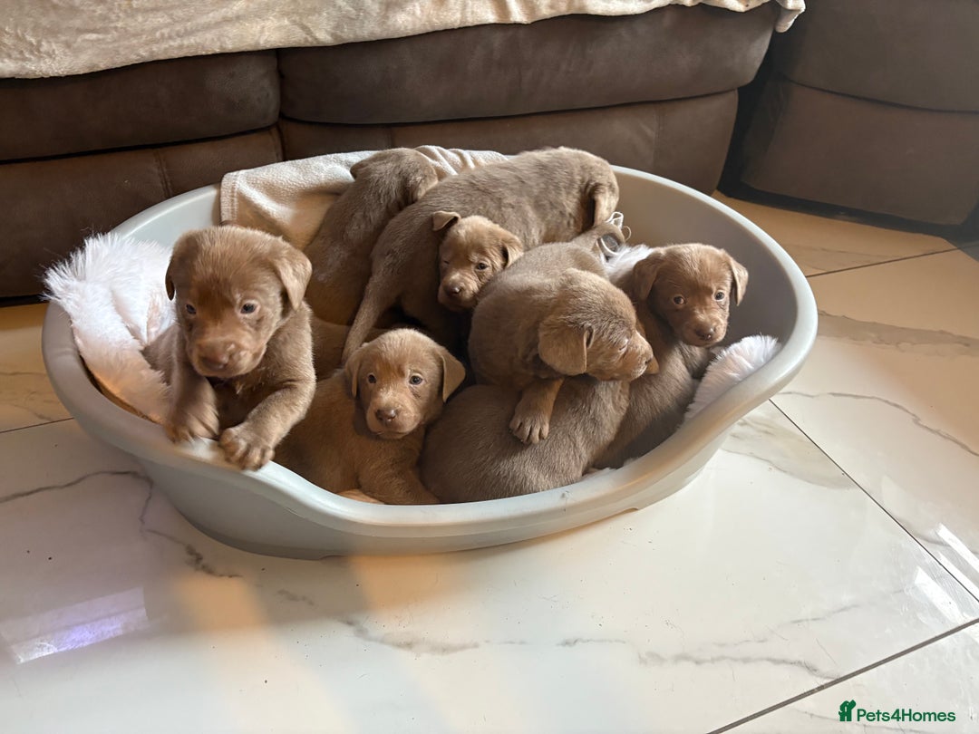 Labrador Retriever dogs for sale: Silver Labrador retriever puppies - Advert 22