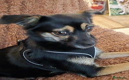 Mixed Breed dogs for sale: Small crossbreed chihuahua type female  - Image 5