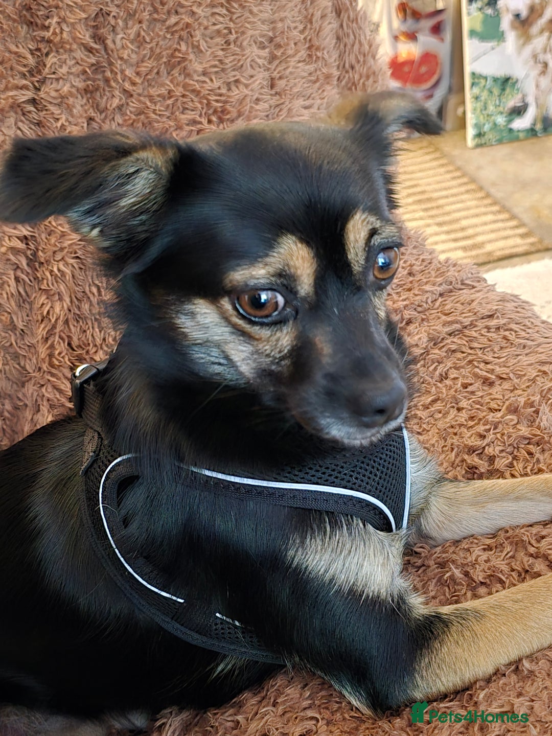 Mixed Breed dogs for sale: Small crossbreed chihuahua type female  - Image 5