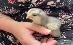Chickens poultry for sale: Brahma, faverolles and quail chicks - Image 4