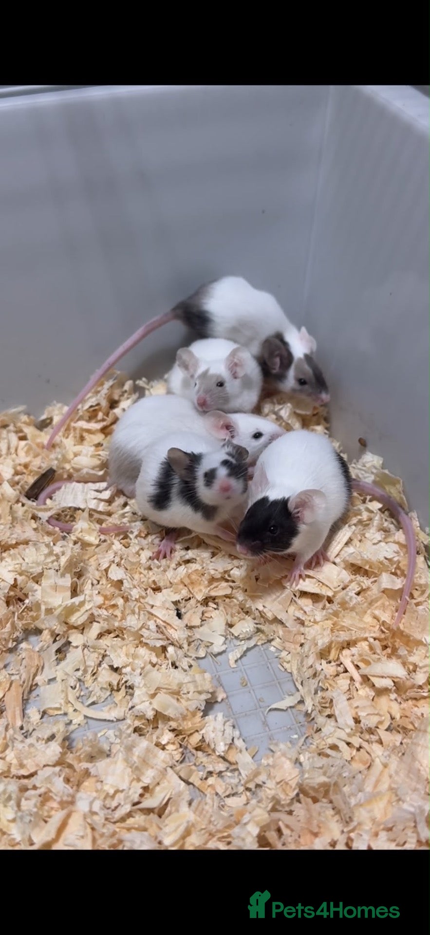 Mouse rodents Beautiful Baby Mice Males and Females - Advert 2