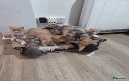 Maine Coon cats for sale: Maine coon kittens 'PuuureLove'  - Image 4