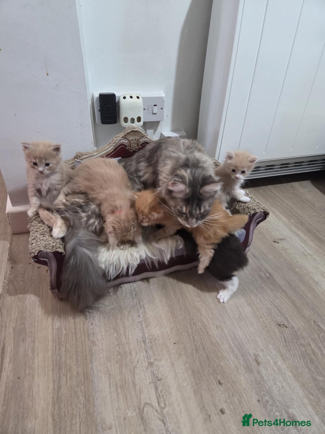 Maine Coon cats for sale: Maine coon kittens 'PuuureLove'  - Image 4
