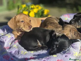 Miniature Dachshund dogs KC Mini Dachshund Puppies - Stunning - Advert 1