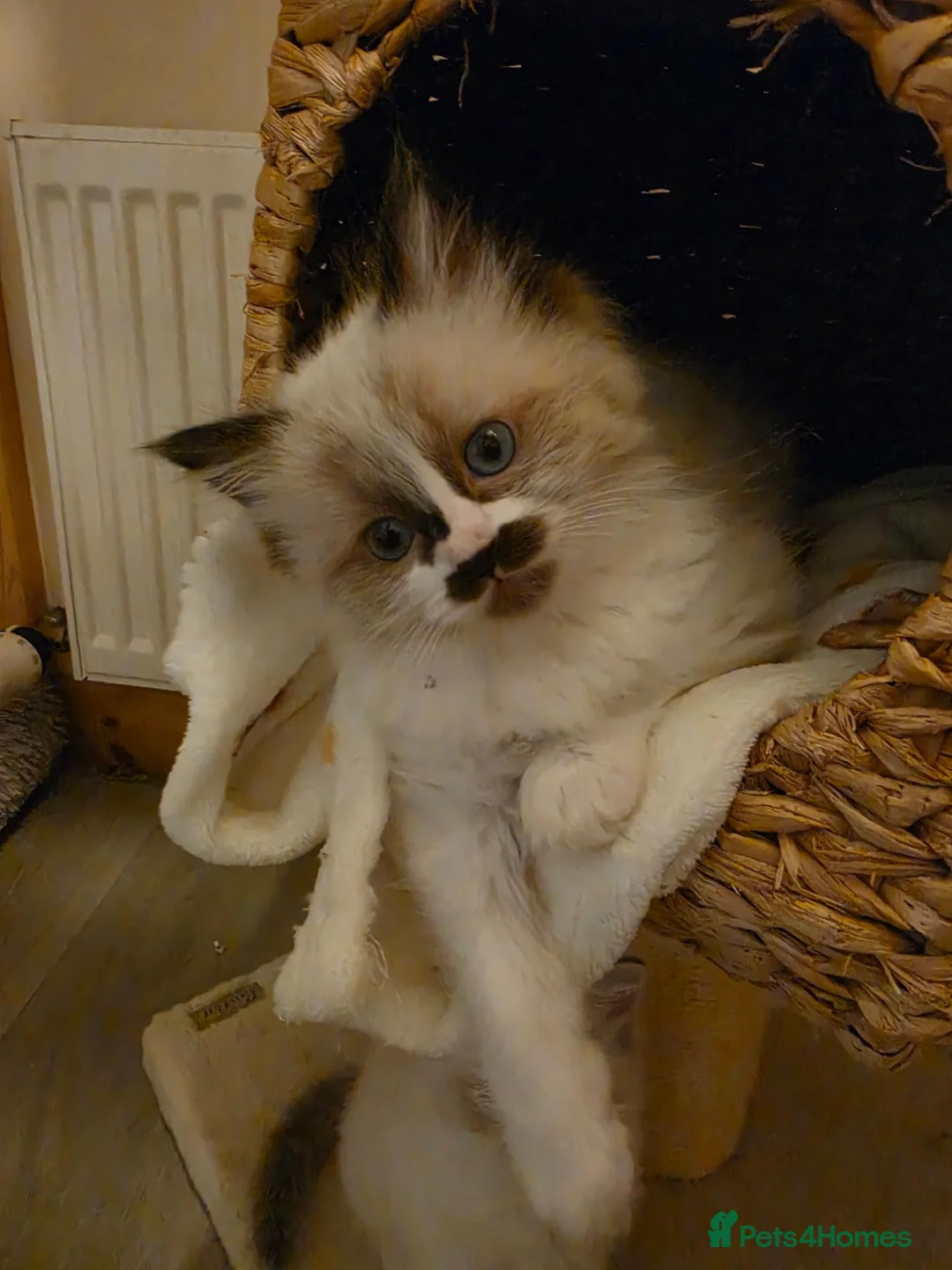 Ragdoll cats for sale: Beautiful pedigree ragdoll kitten - Advert 1