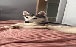 Siberian Husky dogs for sale: Beautiful Husky Needs a Loving Home  - Image 1
