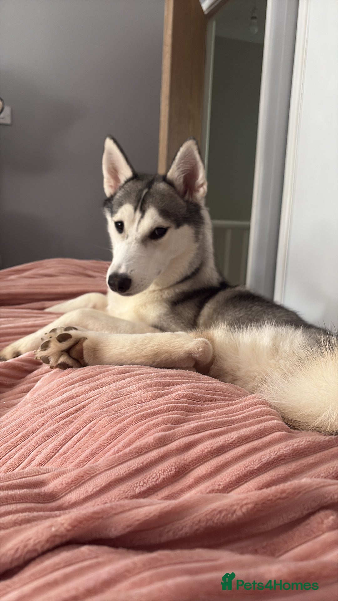Siberian Husky dogs for sale: Beautiful Husky Needs a Loving Home  - Image 1