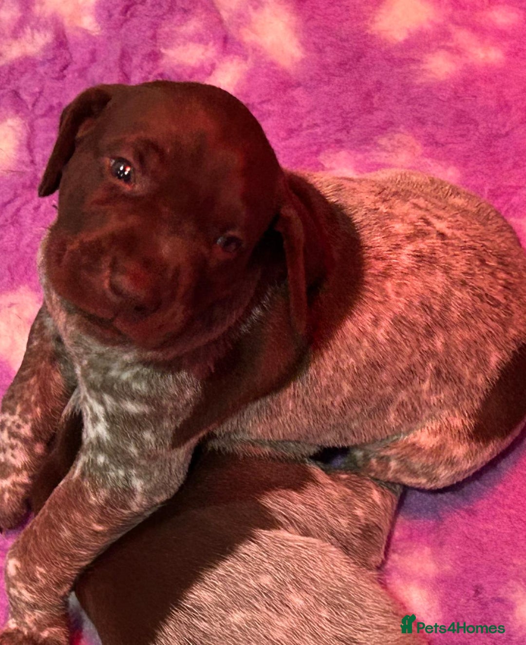 German Shorthaired Pointer dogs for sale: Gorgeous litter of German Shorthair puppies - Image 20