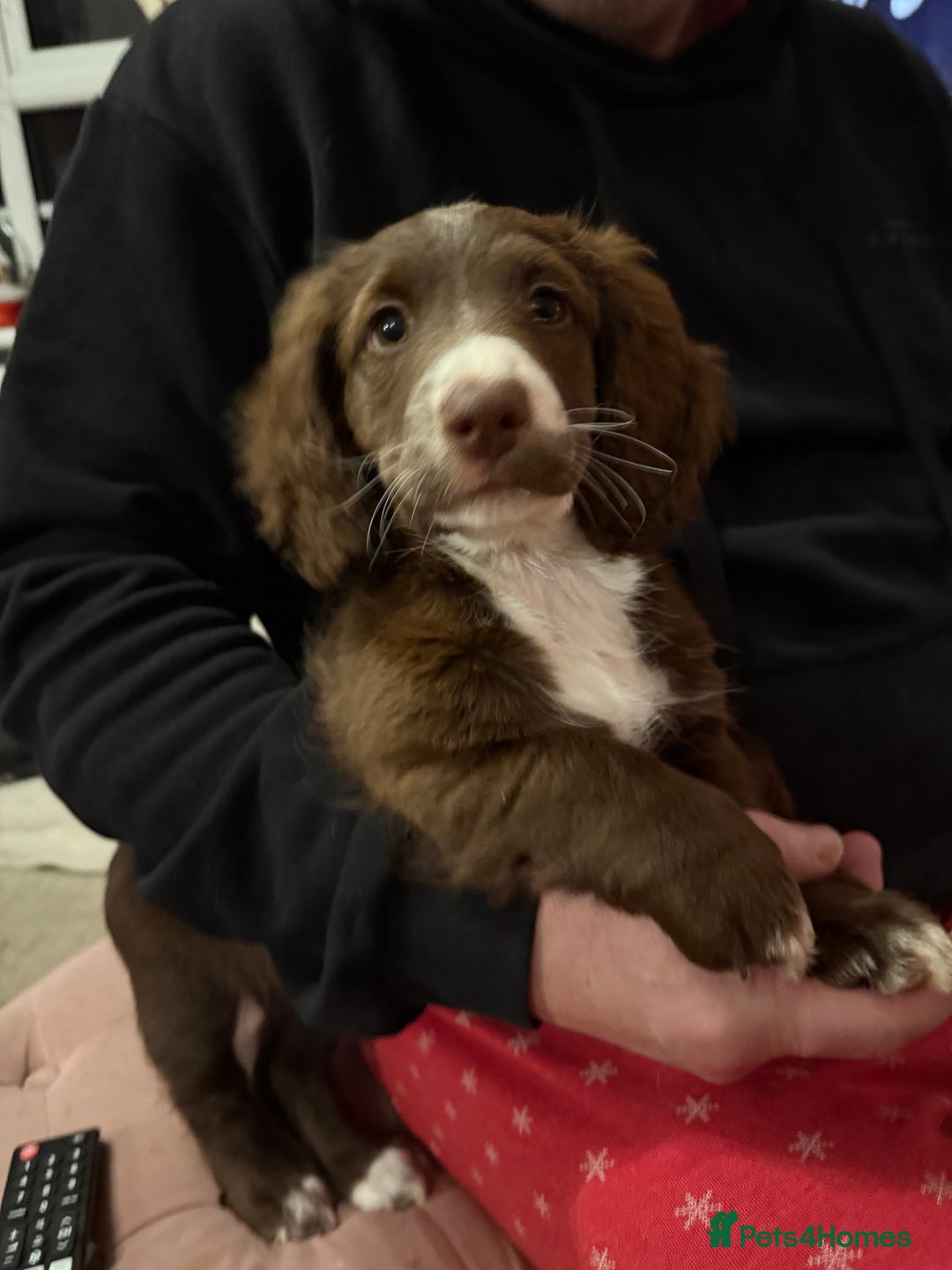 Mixed Breed dogs for sale: Doxie puppies  - Advert 37