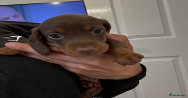 Dachshund dogs - Advert 6