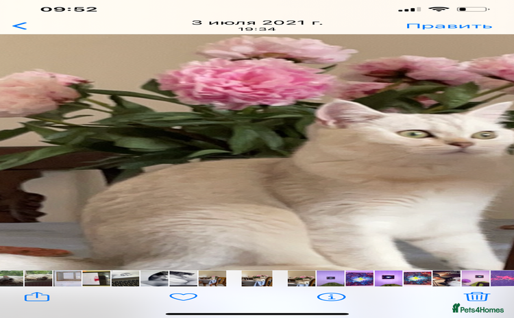 Scottish Fold cats - Advert 1