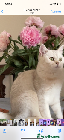 Scottish Fold cats - Advert 1