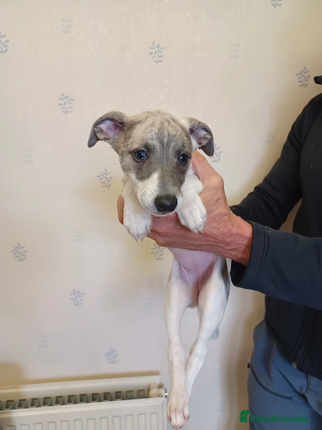 Whippet dogs for sale: KC Registered Puppies - Advert 20