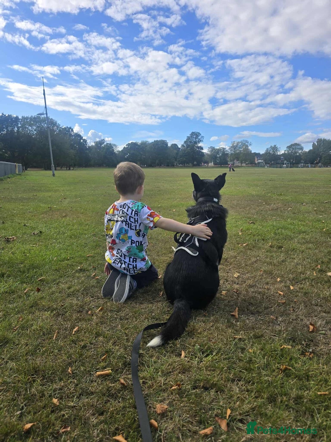 Mixed Breed dogs for adoption: Freckles is ready to find a family! - Advert 2