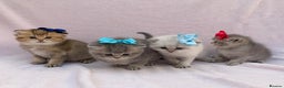 British Shorthair cats for sale: 💕 Pedigree GCCF blue golden British shorthair - Advert 14