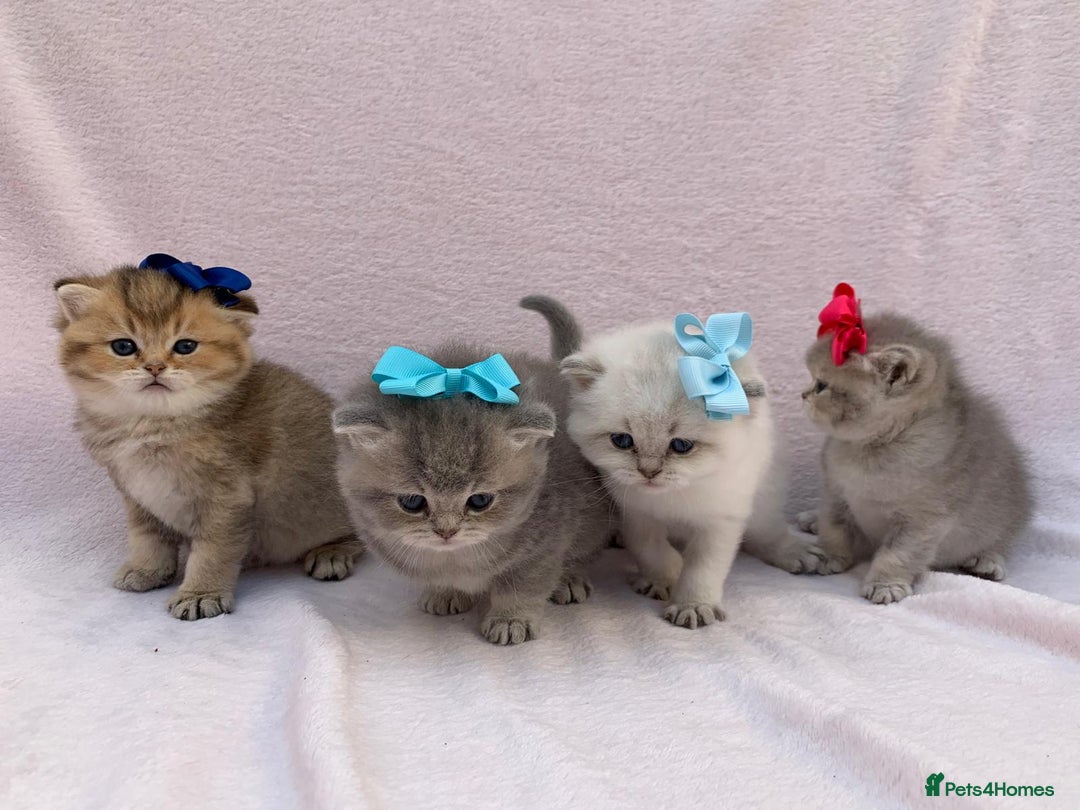 British Shorthair cats for sale: 💕 Pedigree GCCF blue golden British shorthair - Advert 14