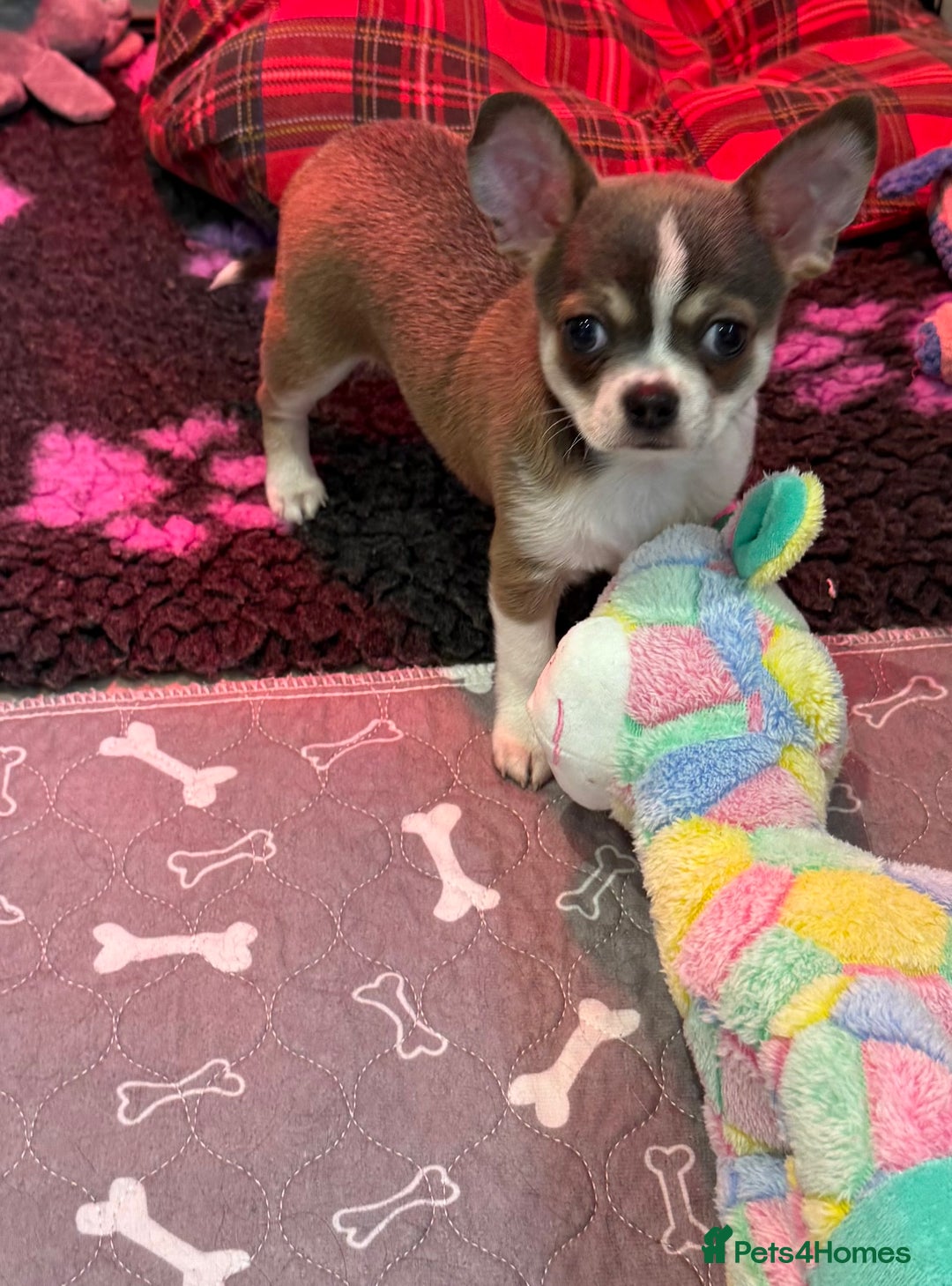Chihuahua dogs for sale: Stunning chihuahua litter  - Image 5