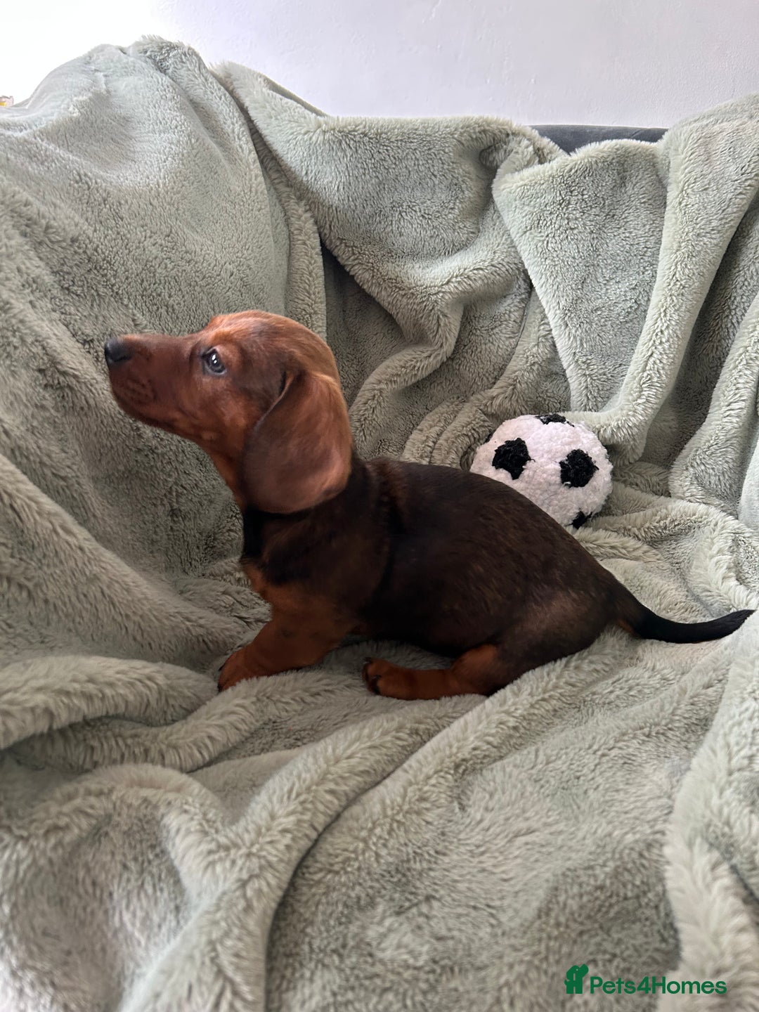 Miniature Dachshund dogs for sale: 3X Male Miniature Dachshunds- READY TO GO - Image 10