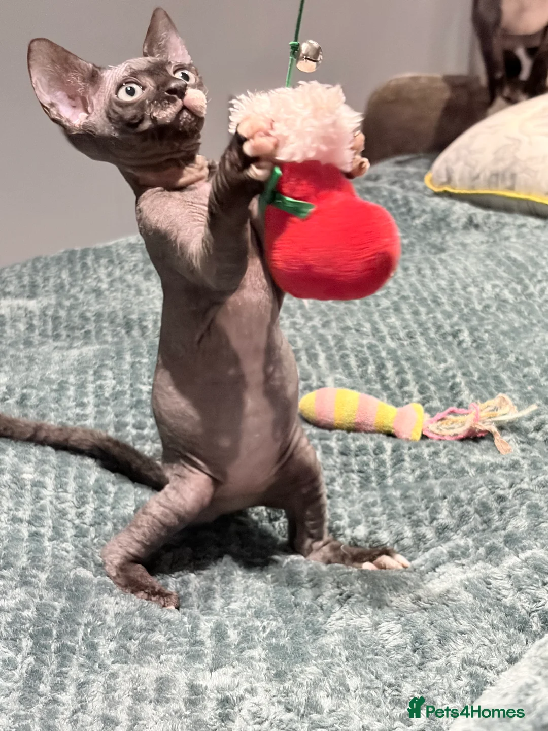 Sphynx cats for sale: Spynx kitten for sale  - Advert 10