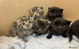 British Shorthair cats for sale: British shorthair kittens - Image 1