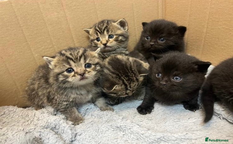 British Shorthair cats - Advert 5