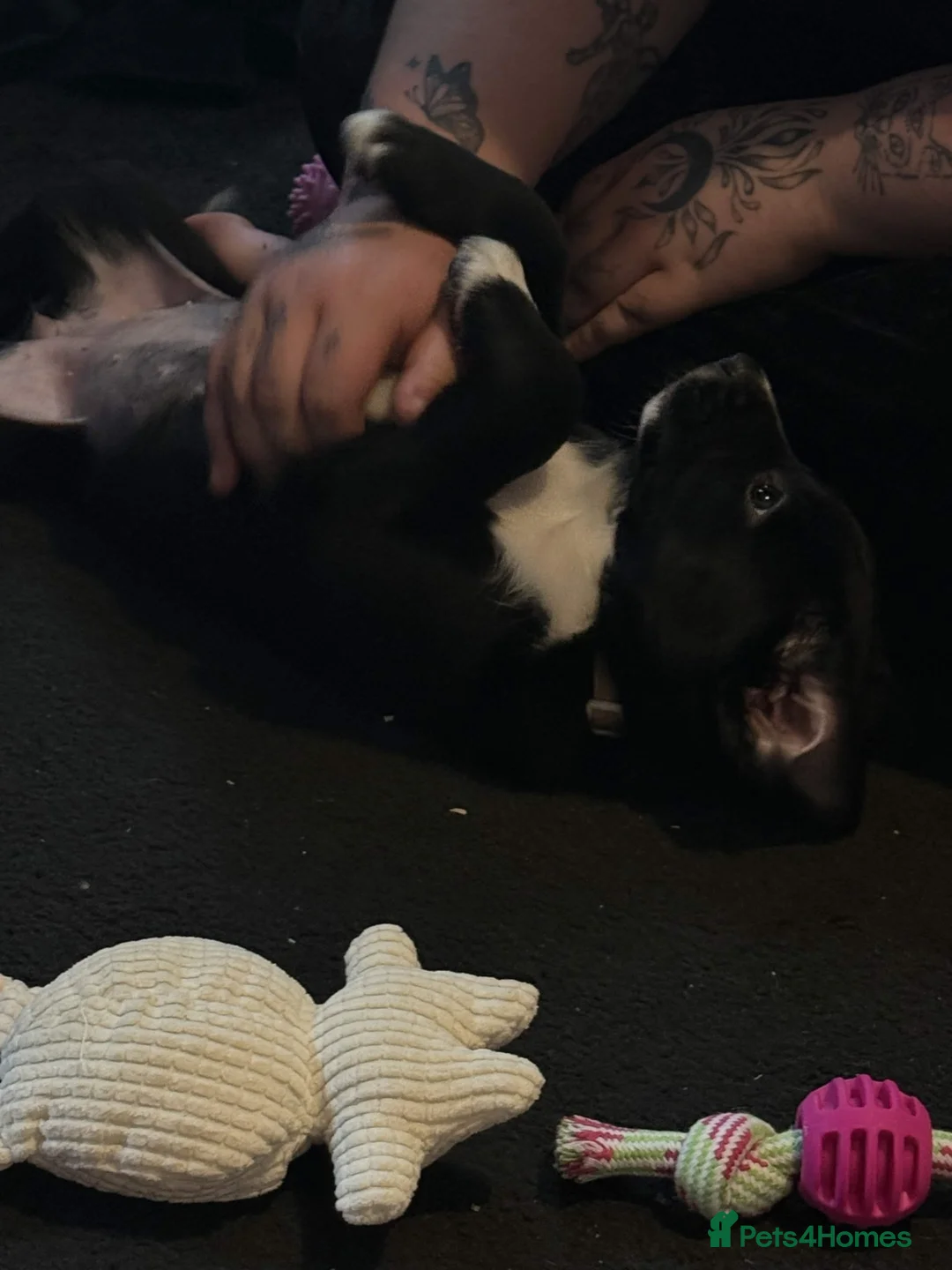 Mixed Breed dogs for sale: 9 week old puppy Moxxi - Advert 4