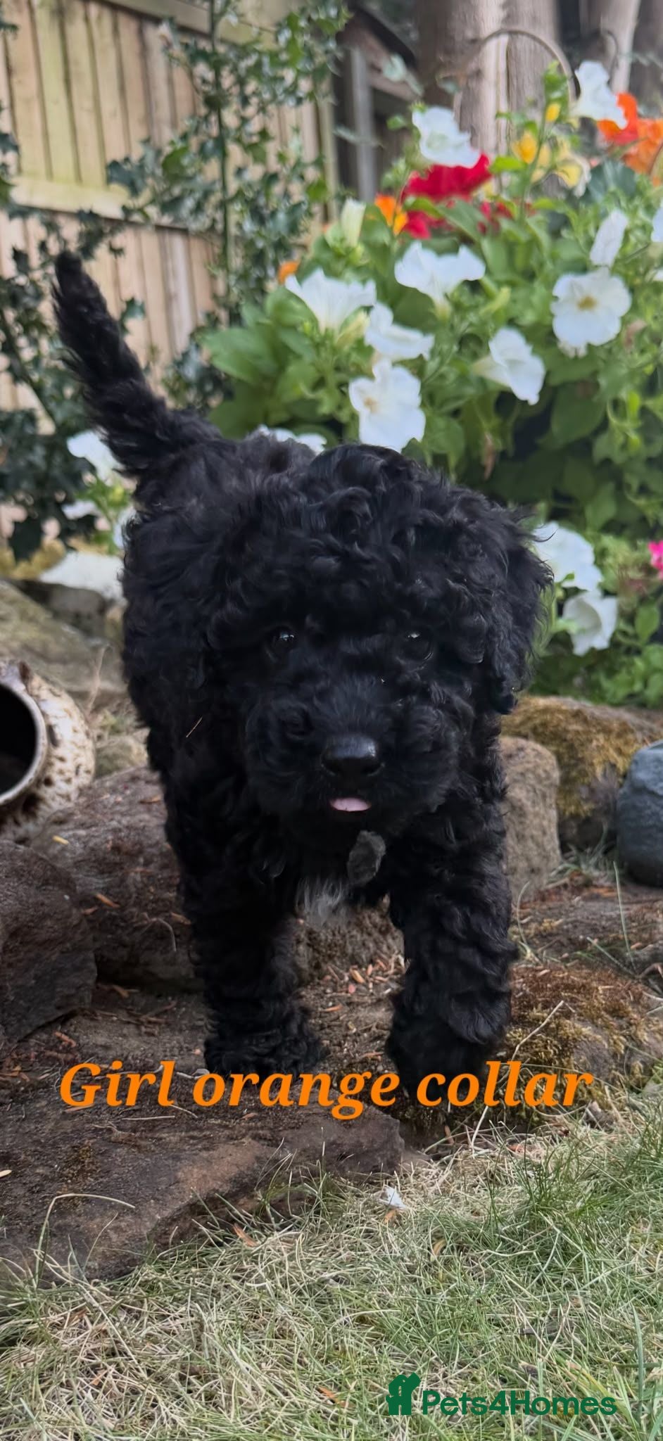 Cockapoo dogs Stunning Cockapoo Puppies - Advert 2