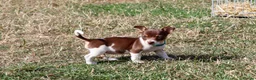 Jack Russell dogs for sale: Mini Jack Russel Terriers - Advert 24