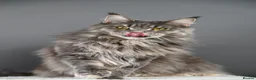 Maine Coon cats for sale: Octavia & Freya  - Advert 2