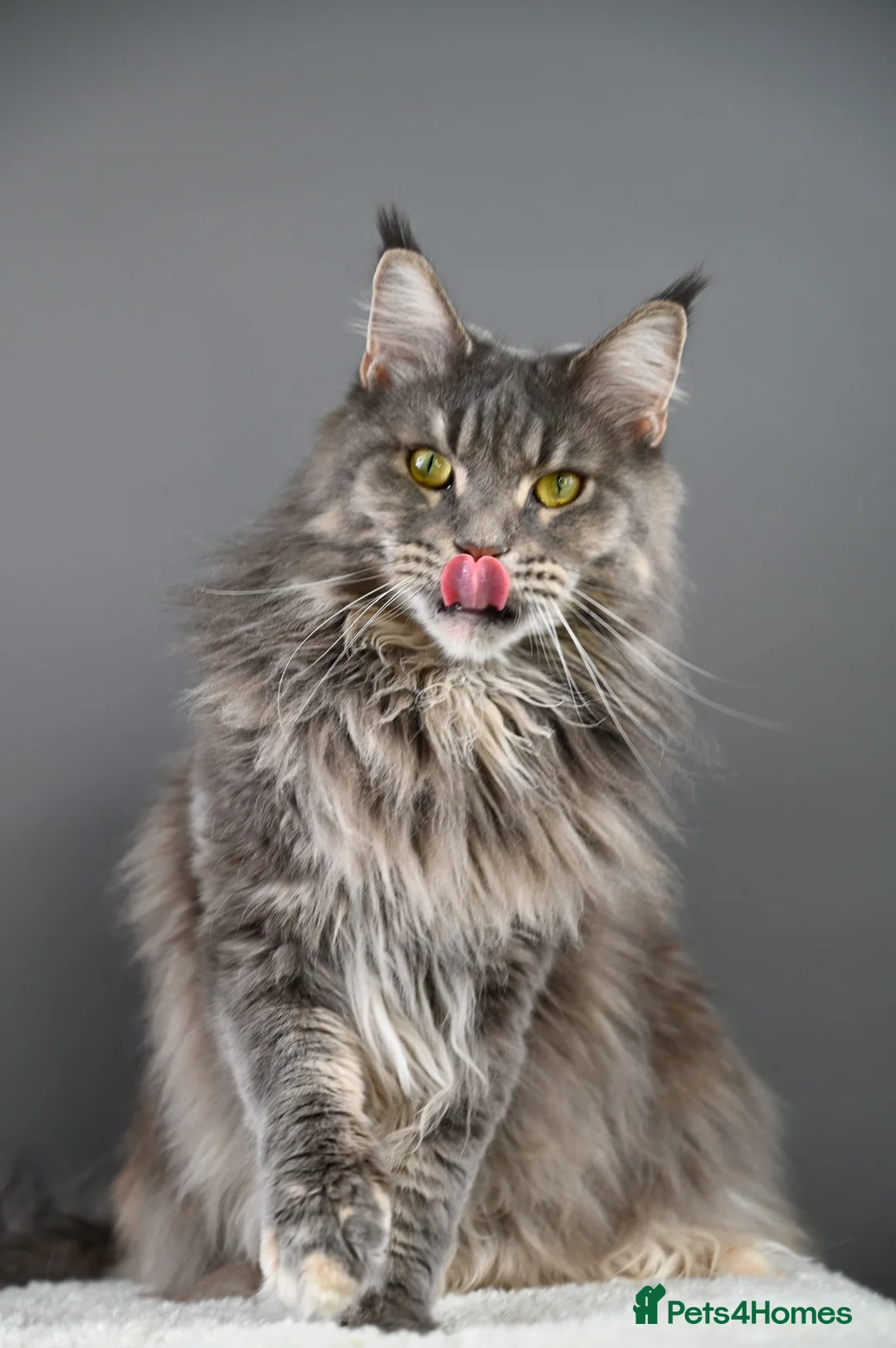 Maine Coon cats for sale: Octavia & Freya  - Advert 2