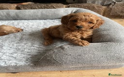 Cockapoo dogs for sale: F1B TOY COCKAPOO PUPPIES - Image 5