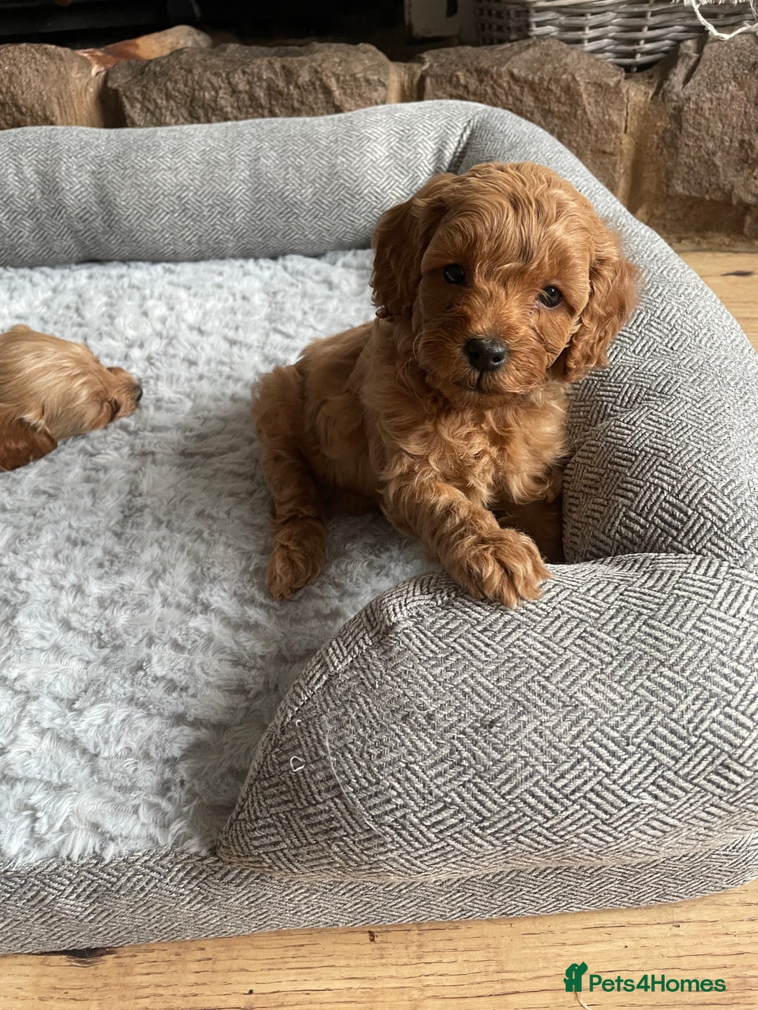 Cockapoo dogs for sale: F1B TOY COCKAPOO PUPPIES - Image 5