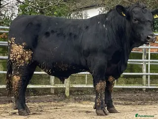 Cows & Bulls livestock Kestrel - Advert 4