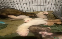 Ferret rodents for sale: Ferrets - Image 4