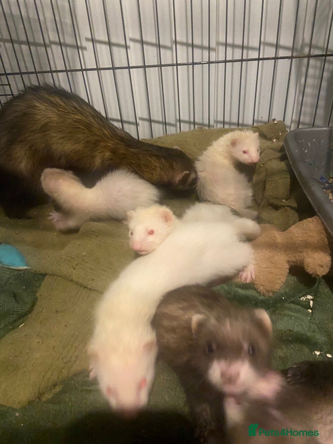 Ferret rodents for sale: Ferrets - Image 4