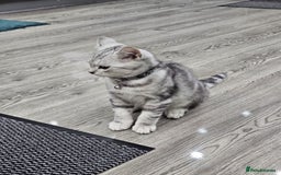 British Shorthair cats for sale: Beautiful Silver Tabby British Shorthair Boy - Image 3