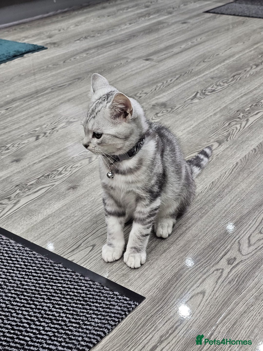British Shorthair cats for sale: Beautiful Silver Tabby British Shorthair Boy - Image 3