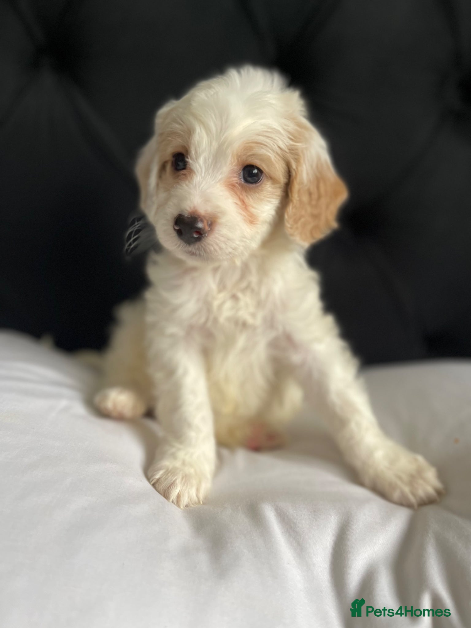 Cockapoo dogs Cockapoo puppies ready to leave  - Advert 6