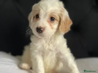 Cockapoo dogs Cockapoo puppies ready to leave - Advert 6