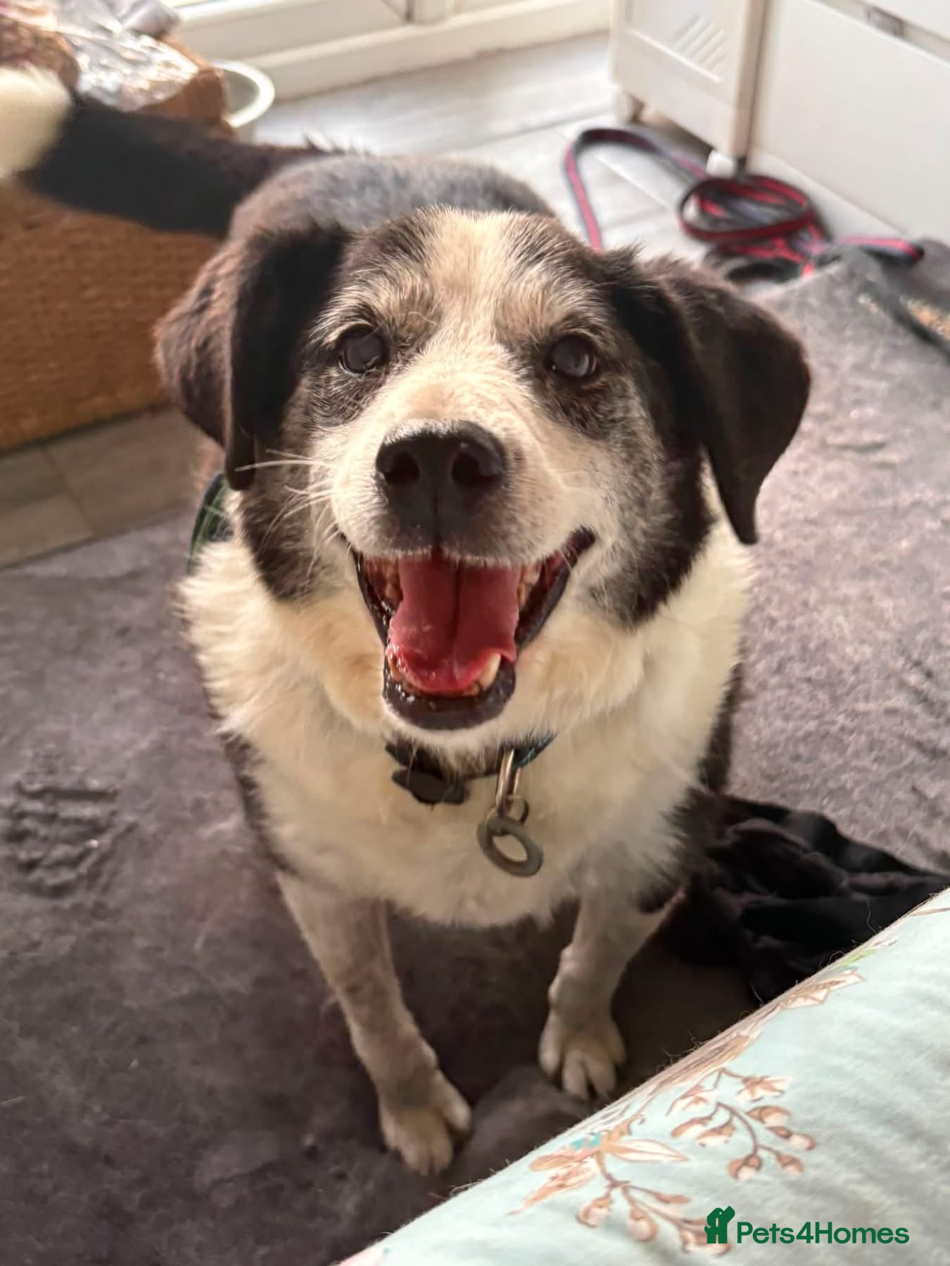 Mixed Breed dogs Eric - Norwich Norfolk  - Advert 1