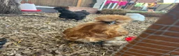Mixed Breed poultry for sale: 5young hens 2 polish layers 3 silkies  - Advert 8