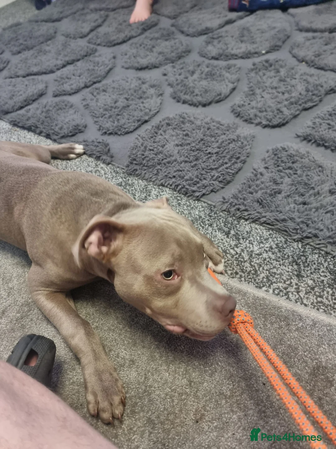 Staffordshire Bull Terrier dogs for sale: Staffy/Pocket bully Thor in Deeside - Advert 3