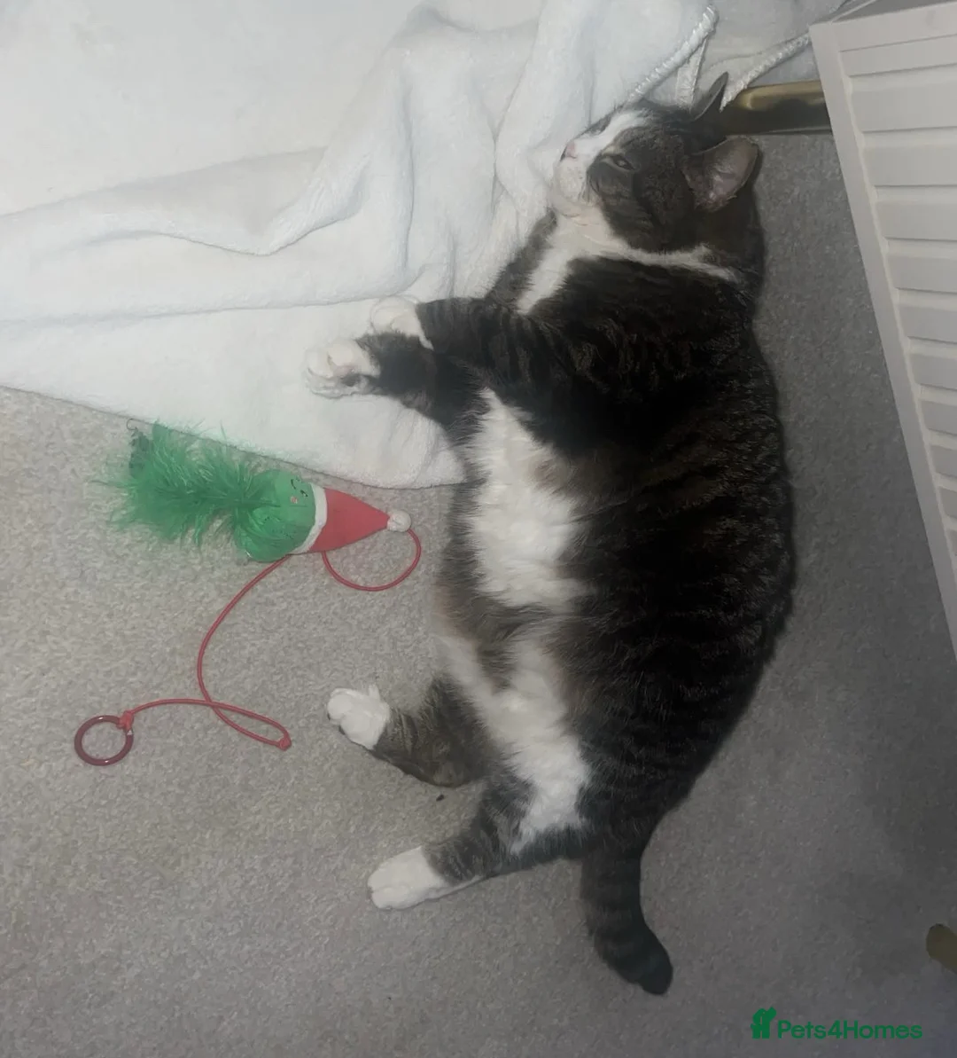 American Shorthair cats for sale: Belly looking for lovely home - Advert 2